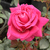 Rose - Rosiers hybrides de thé - Görgény